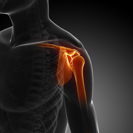Shoulder